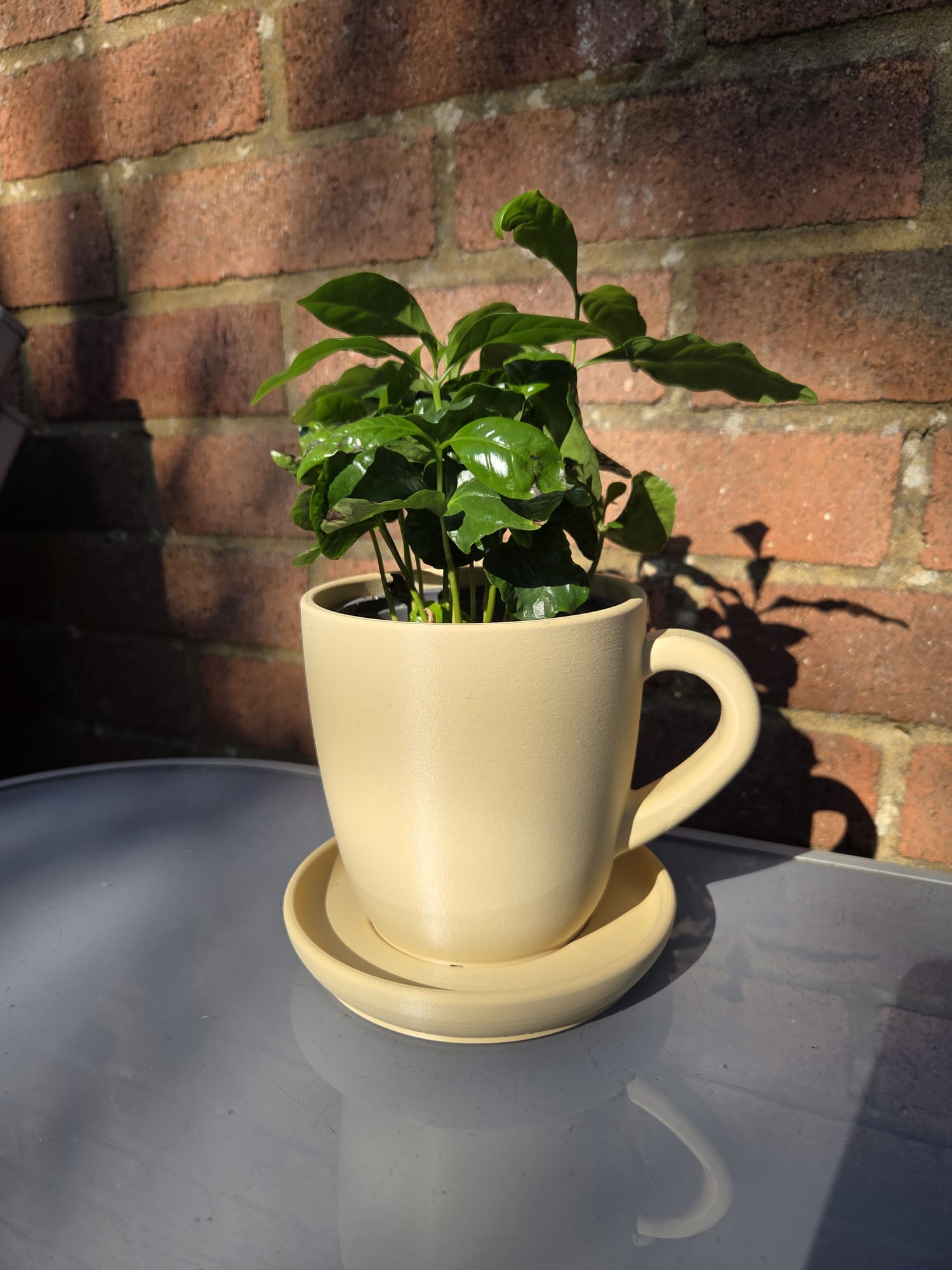 Coffee Mug Plant Pot with Saucer